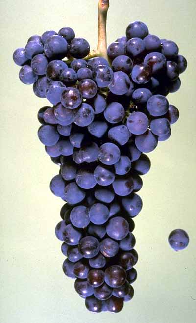 Nr 1 weltweit Cabernet sauv