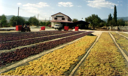 Trauben liegen an der Sone